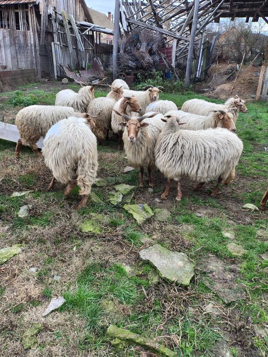 Oi de vânzare Comoraste Caras Severin oile   doctor veterinar