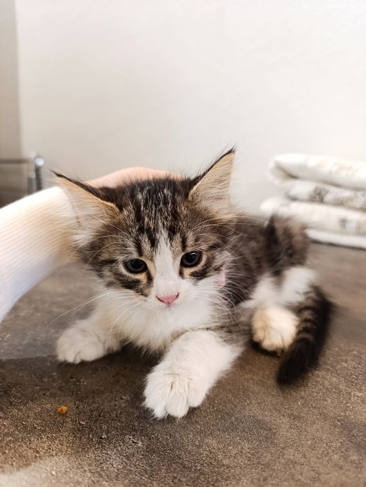 Отдадим в добрые руки