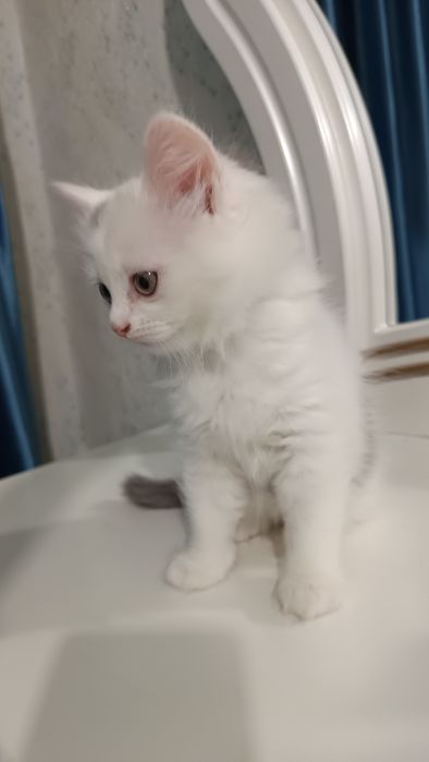 Продаётся котёнок скотиш страйт хайленд