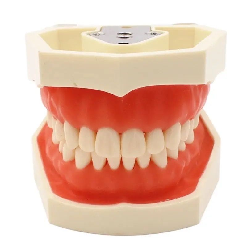 Arcadă dentară nouă tip 8011/Nissin pentru studenți sau medici