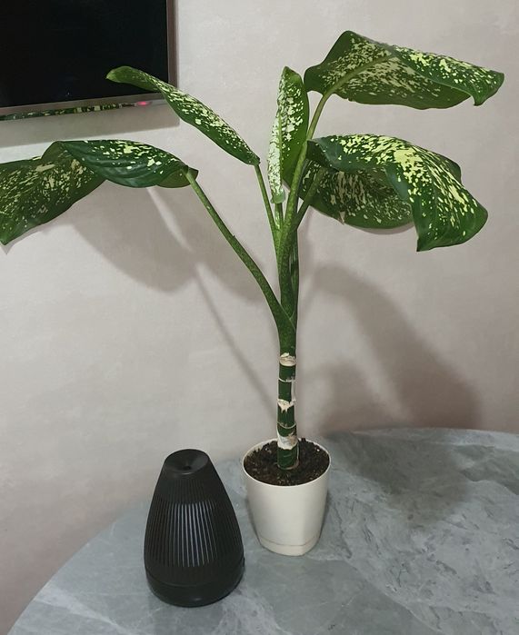 Продам Диффенбахию