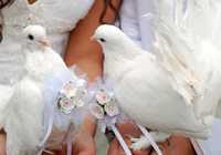 Бели гълъби за сватби, рожден ден, кръщение и тържества