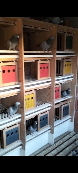 Porumbei voiajori cu norme