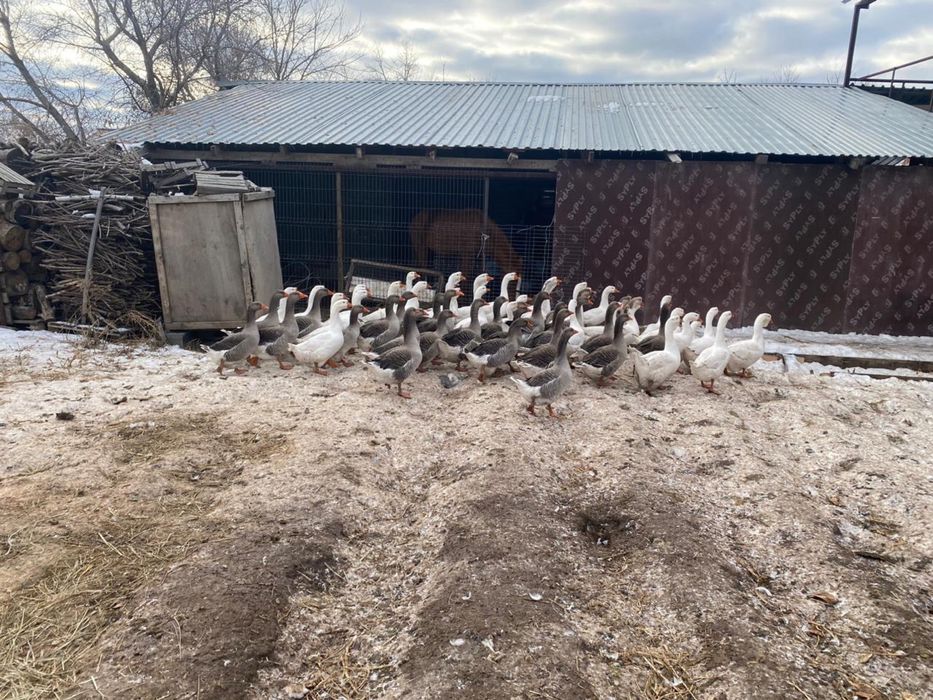 Продам гусеи линда , серые , холмогор