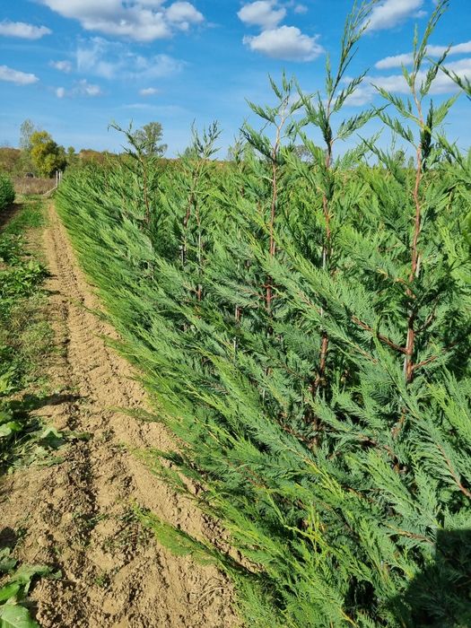 Pepiniera Cristea Ioan oferă spre vânzare Chiparos Leyland (altoit)