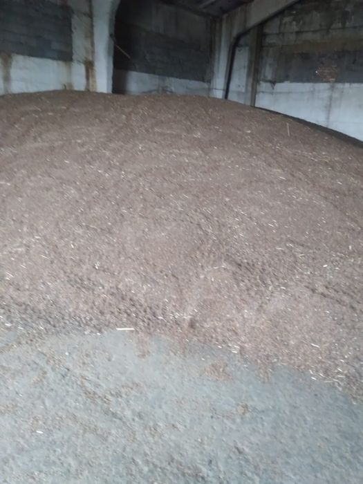 Продам семена суданки 2024 года урожай