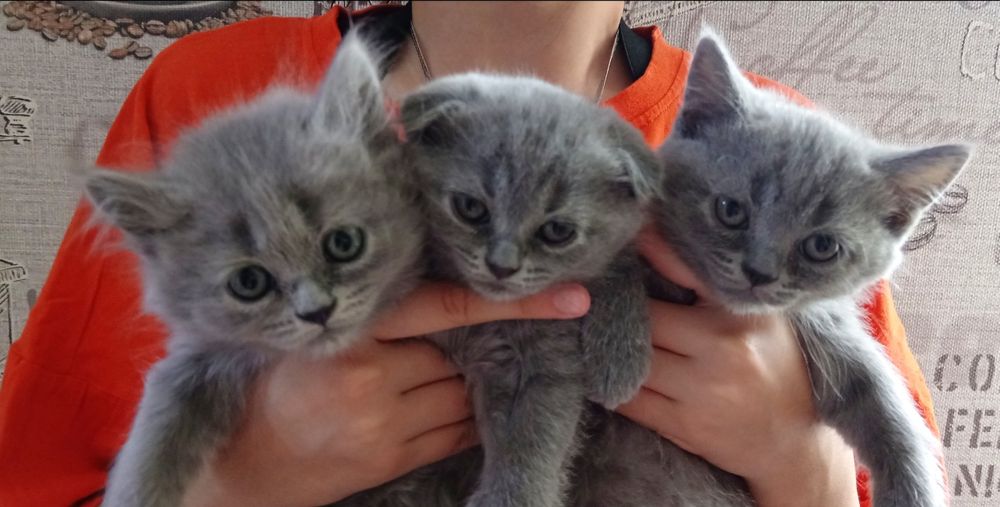 Скотиш страйт продаются