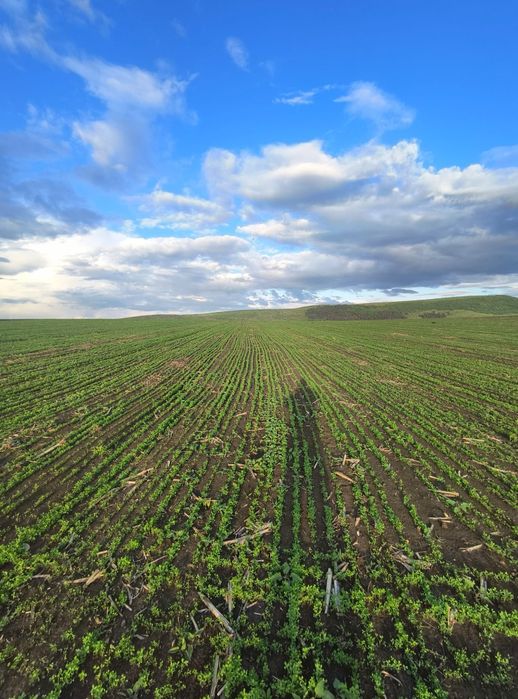 Samanta Lucerna Selectată si Descuscutata recolta 2024