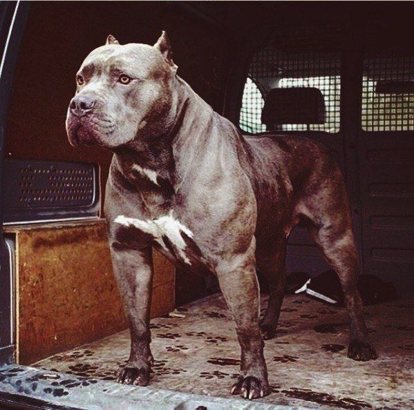 ЗооТакси от 3000 тенге!!!