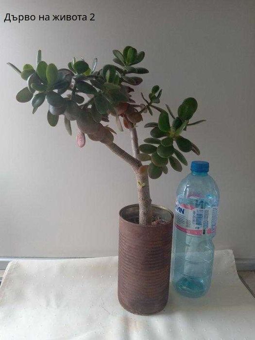 Дърво на живота 20 лв.