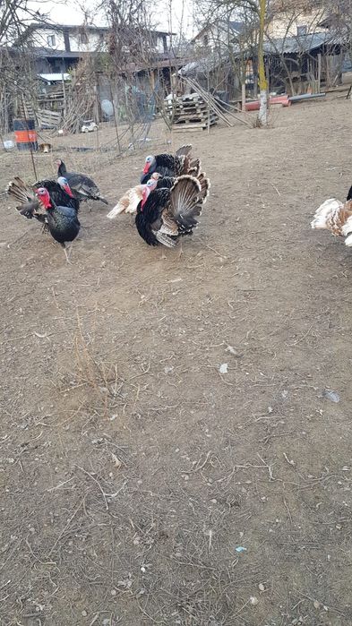 Vand Curcani Românești