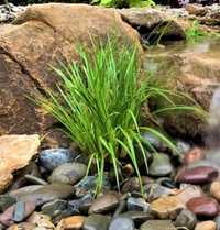 Carex pendula (gracilis) - Карекс - Влаголюбива трева