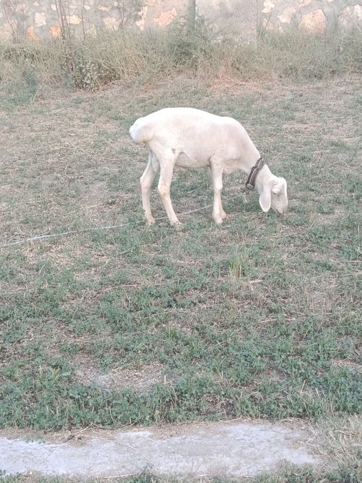 Кучкор барар сотилади