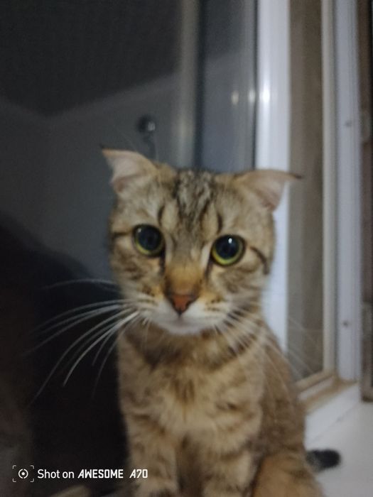 Шотландский вислоухий Кошка