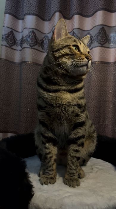 Продается Чистокровный Бенгал