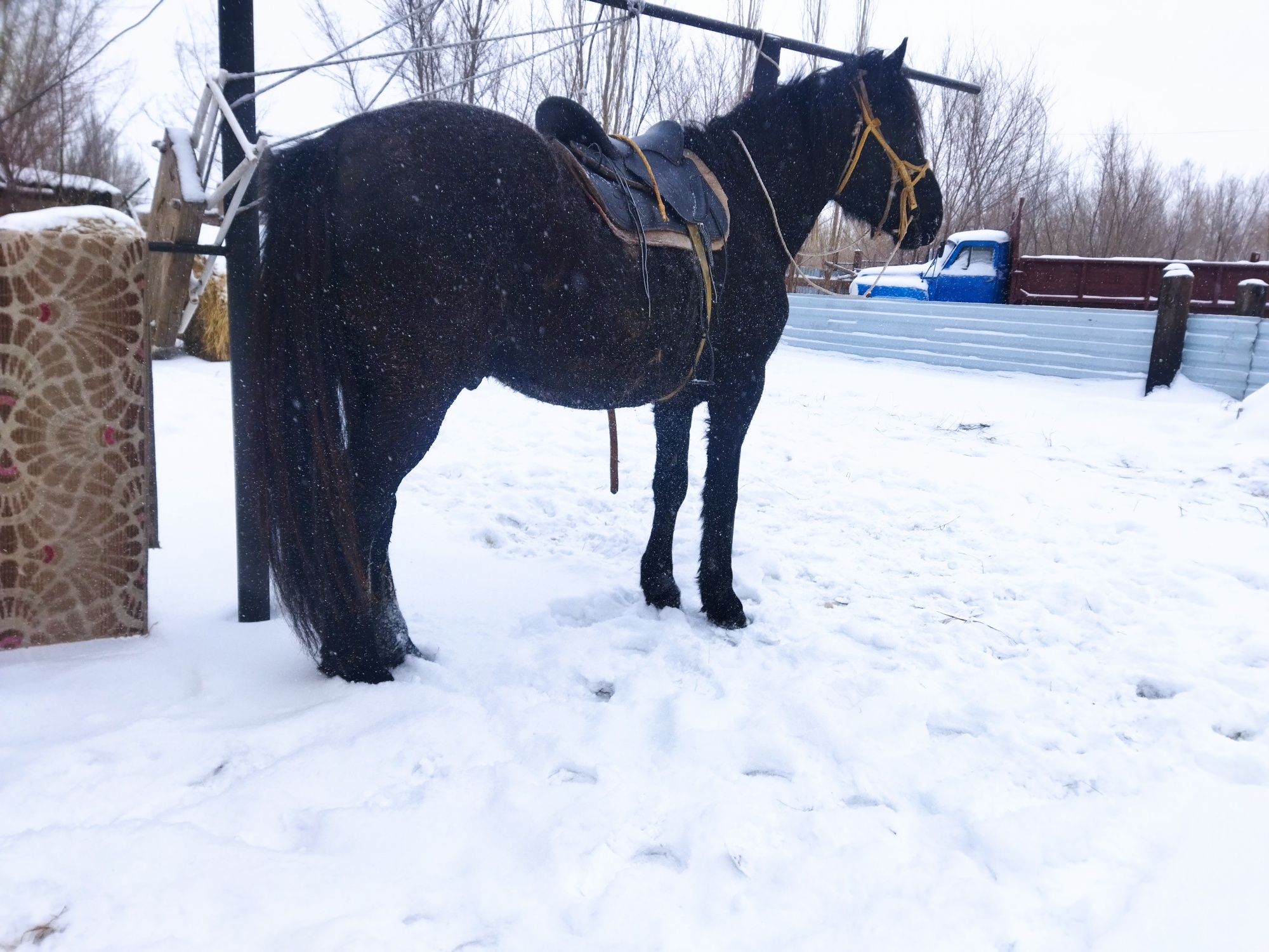 Продам жеребца на племя