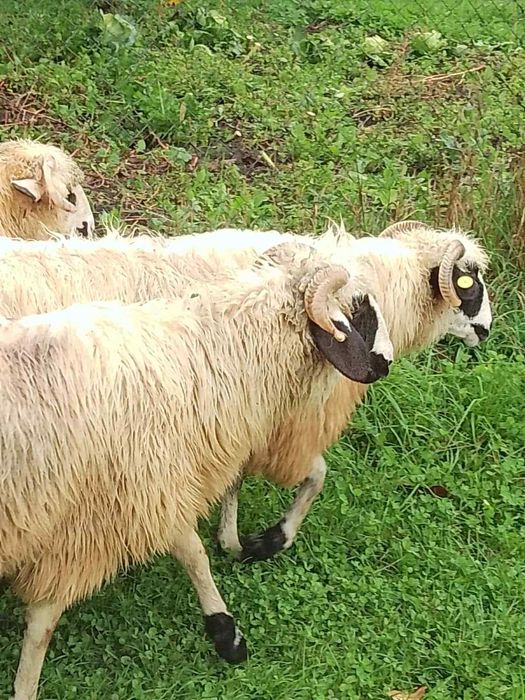 Vând două oi breze