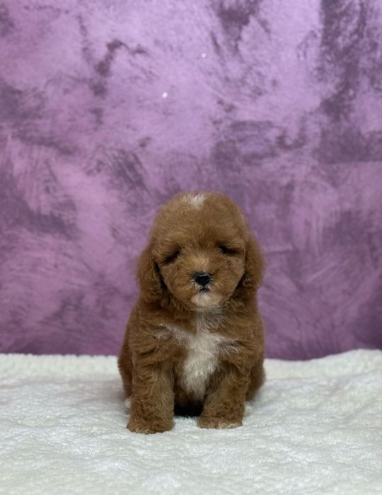 Femelă Maltipoo disponibila!