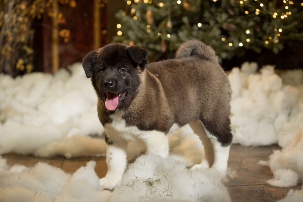 Продам Щенков Американской Акиты