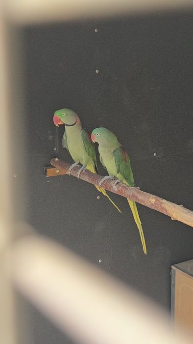 Готовая пара Александрского попугая