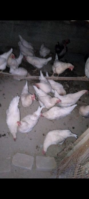 Гозлар сотилади Бир пара товуклар хам бор тухум тугади