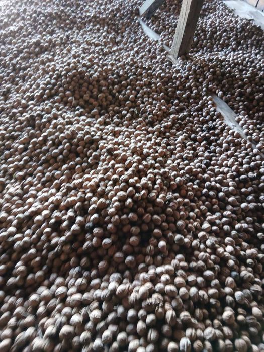 Продавам орехи, черупка реколта 2025г