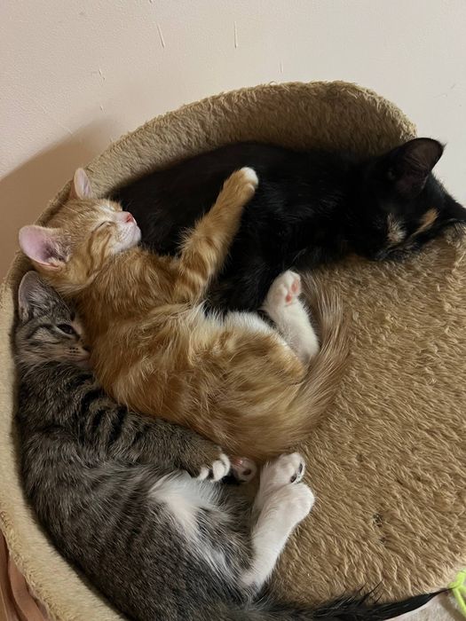 Котята даром в добрые руки
