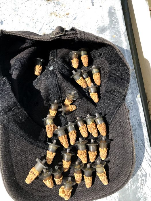 Vând 200 kg miere salcâm 2023