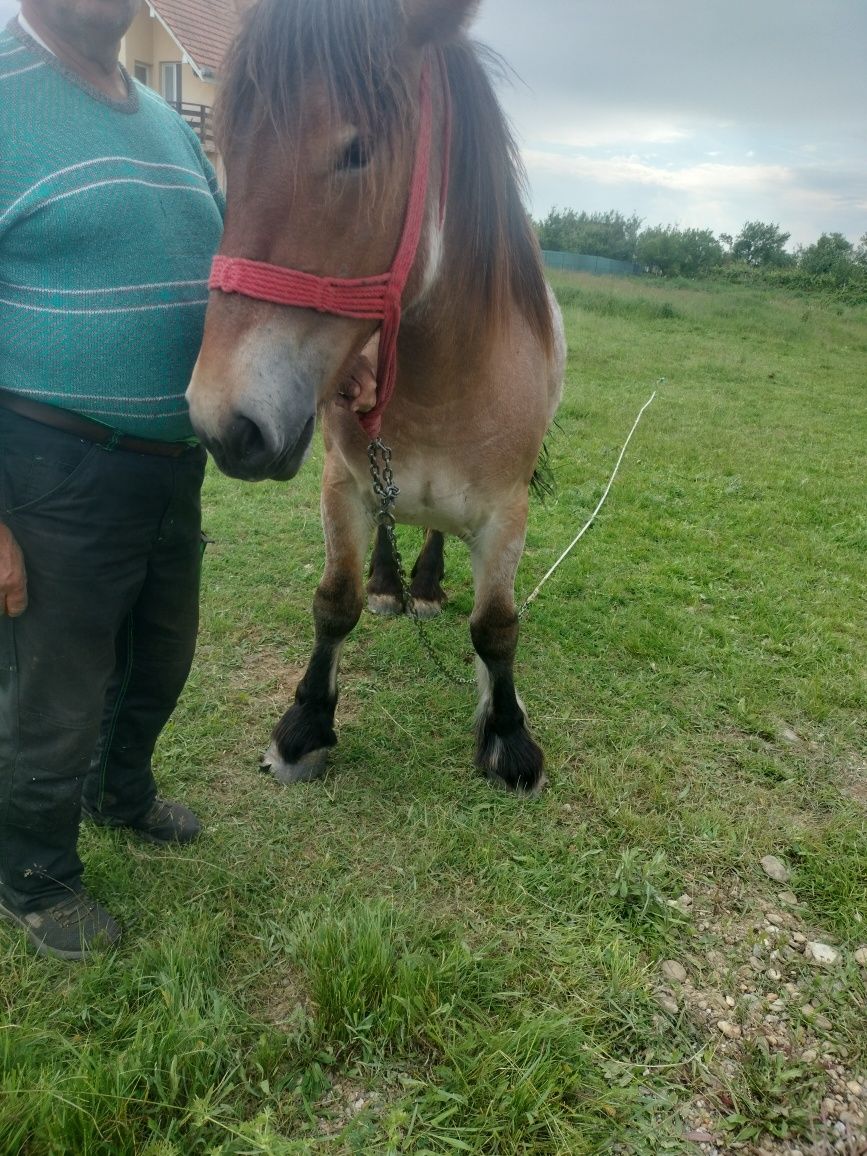 Vând mânza ardeneză de doi ani cu ochi de Polonia