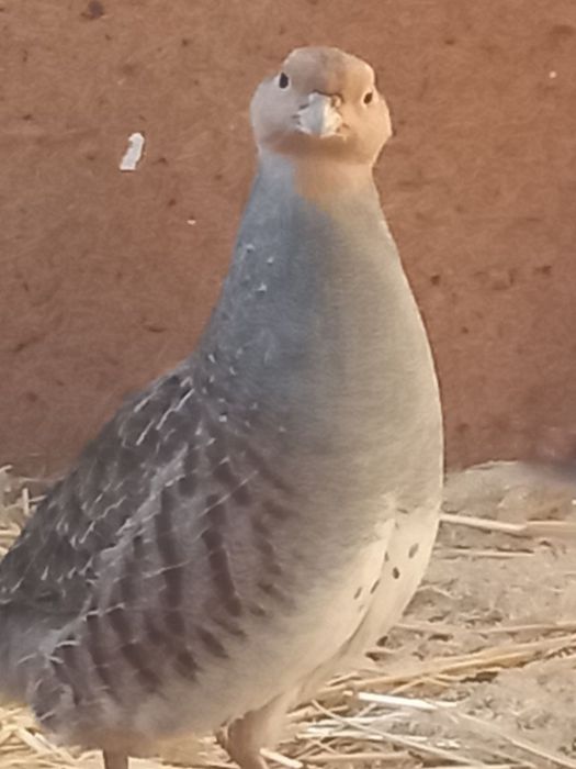 Серая куропатка.