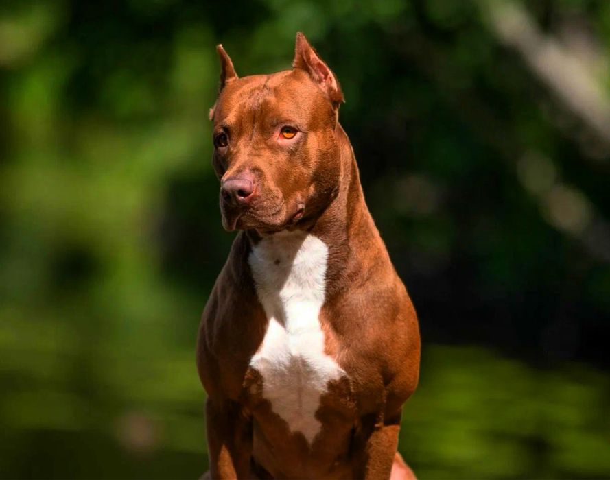 Pit-Buteler amerikaskiy