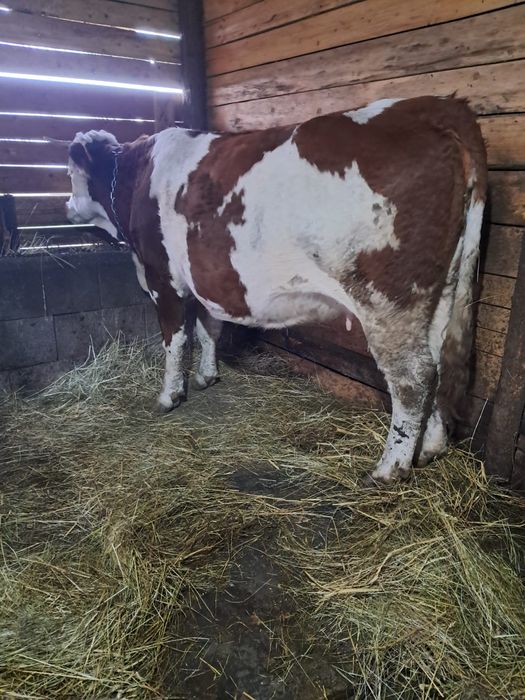 Vând vacă de 3 ani gestantă de 9luni