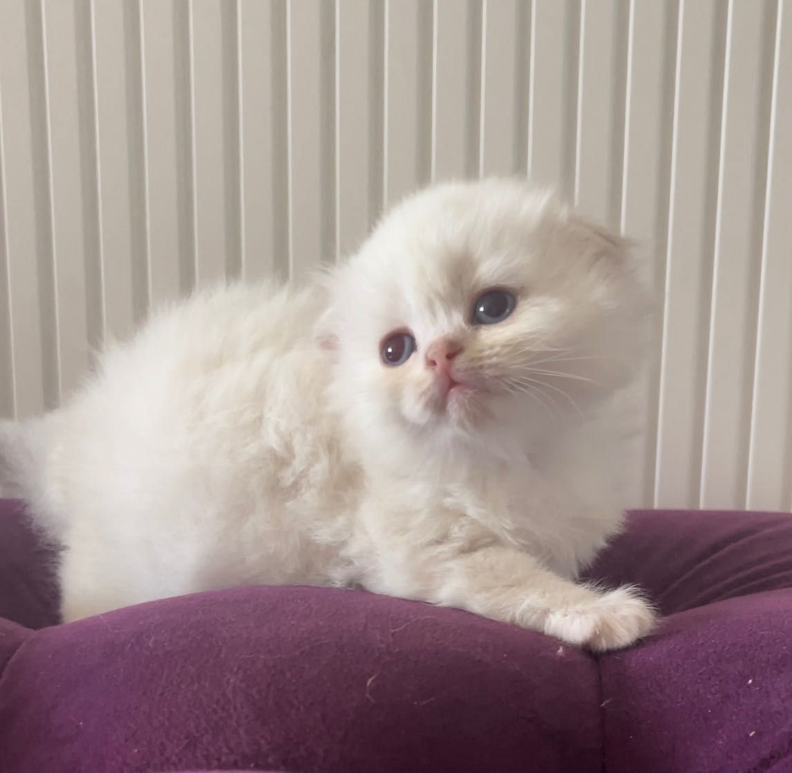 Скоттиш фолд котята