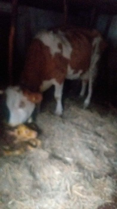 Vaca fatata cu vitel