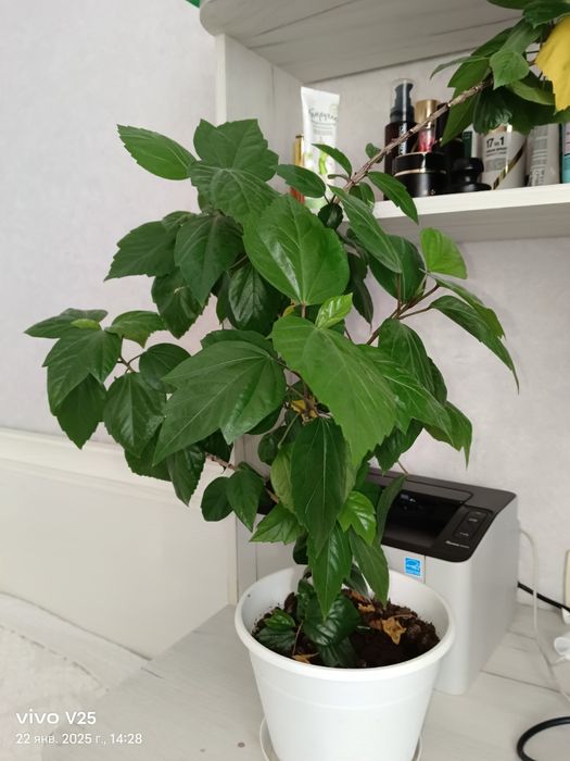 Китайская Роза  5500т тенге