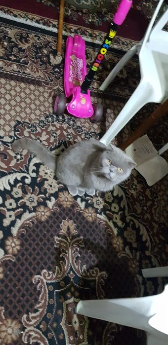 Parodali qimmat mushuk rangi kul rang qulogʻi egilgan