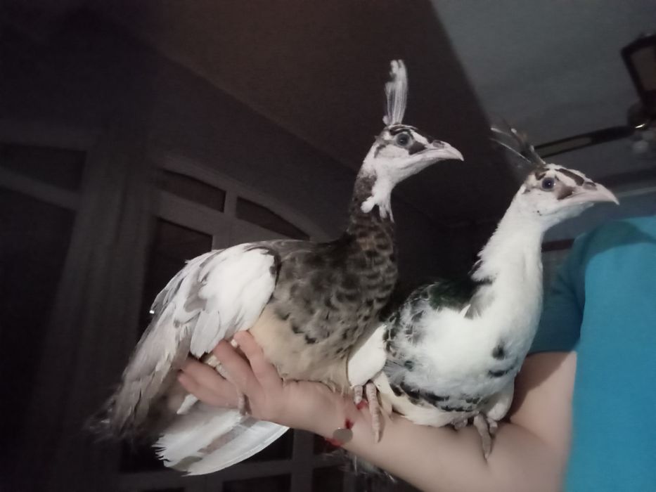 Pui de păun și Oua australorp albastru