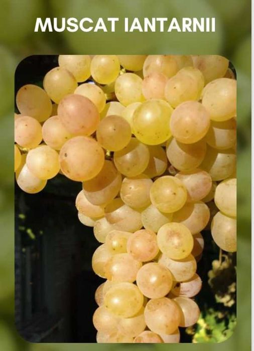 Vindem Vita de vie si pomi fructiferi -plantam si livram in toata tara