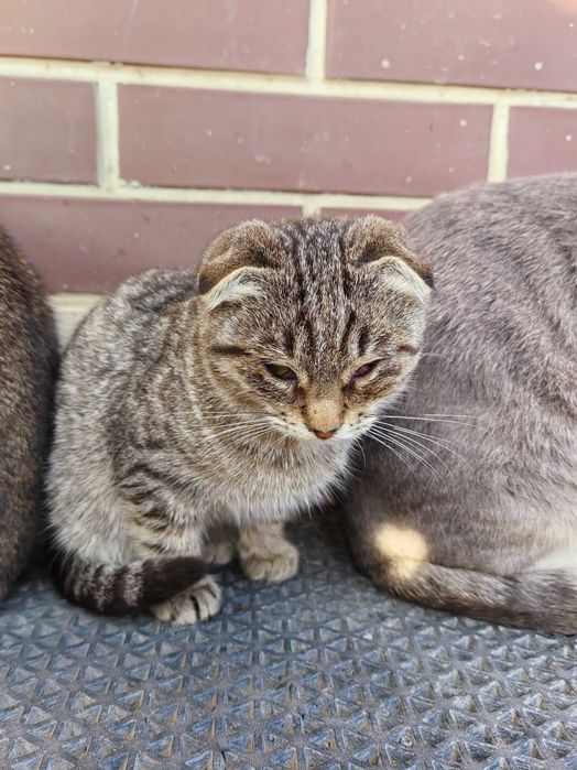 Отдам котенка бесплатно в добрые руки, девочка