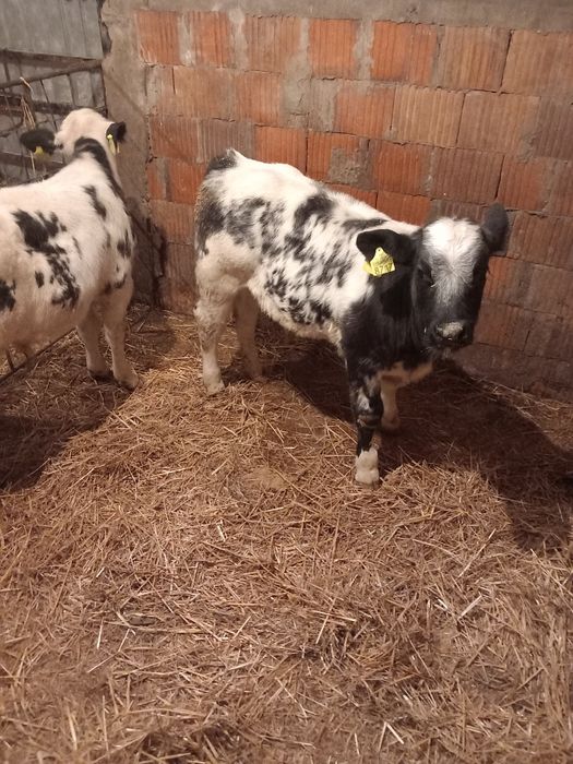 Vând doi viței belgieni