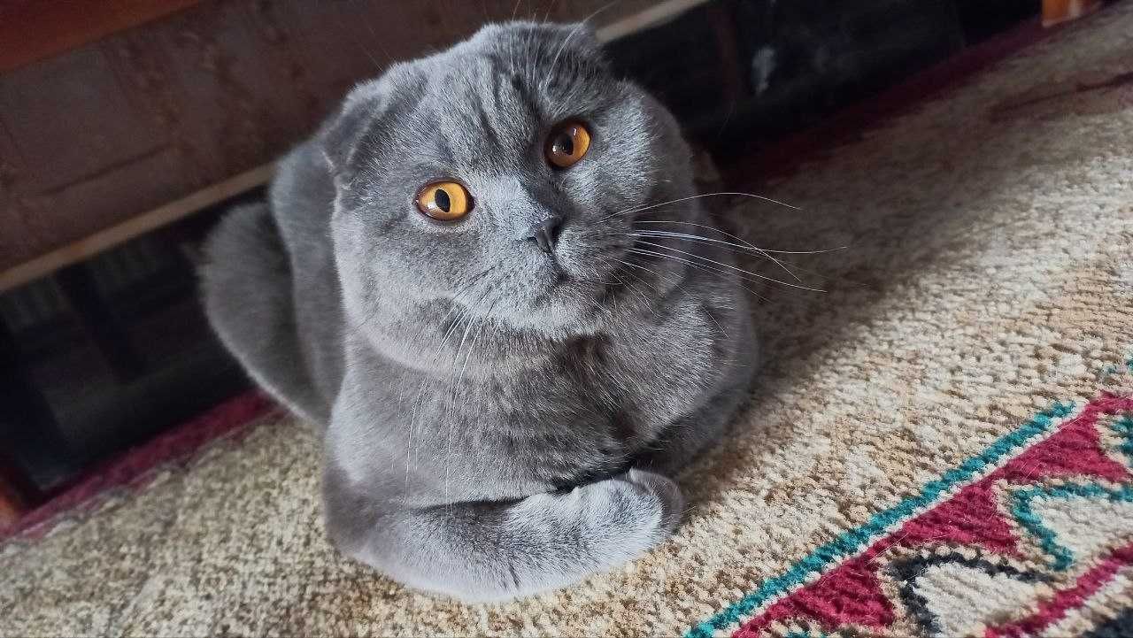 Вязка!!!  Кот приглашает кошек на встречу для спаривания.
