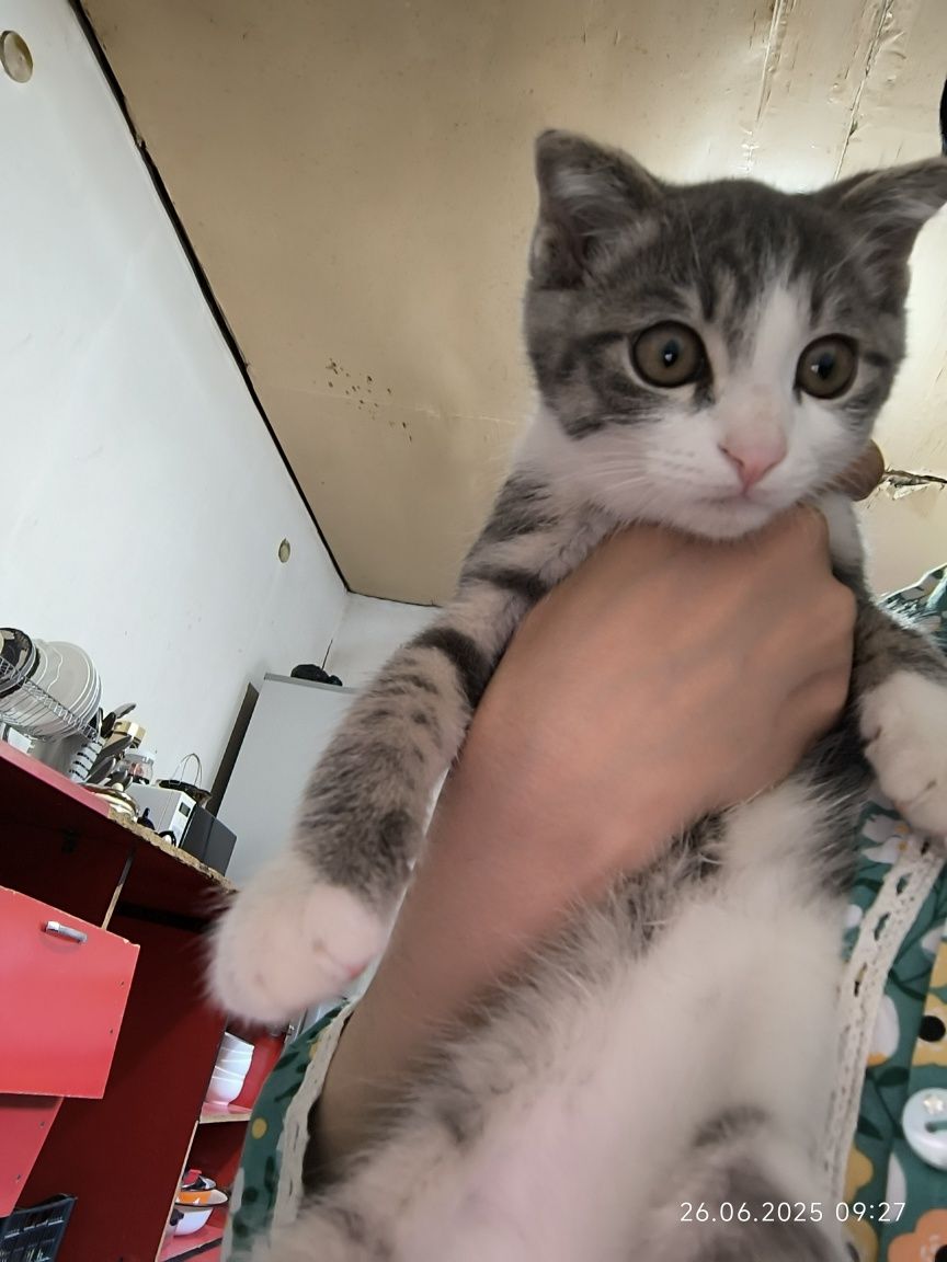 Скоттиш Фолд аклли угил бола мушукча
