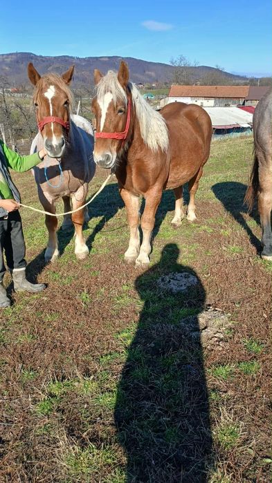 Vând  trei mânzi semi-grei