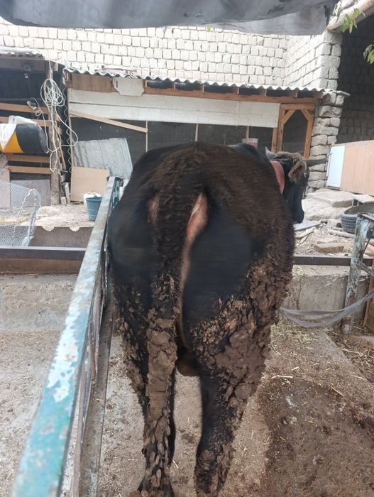 Новвос сотилади.