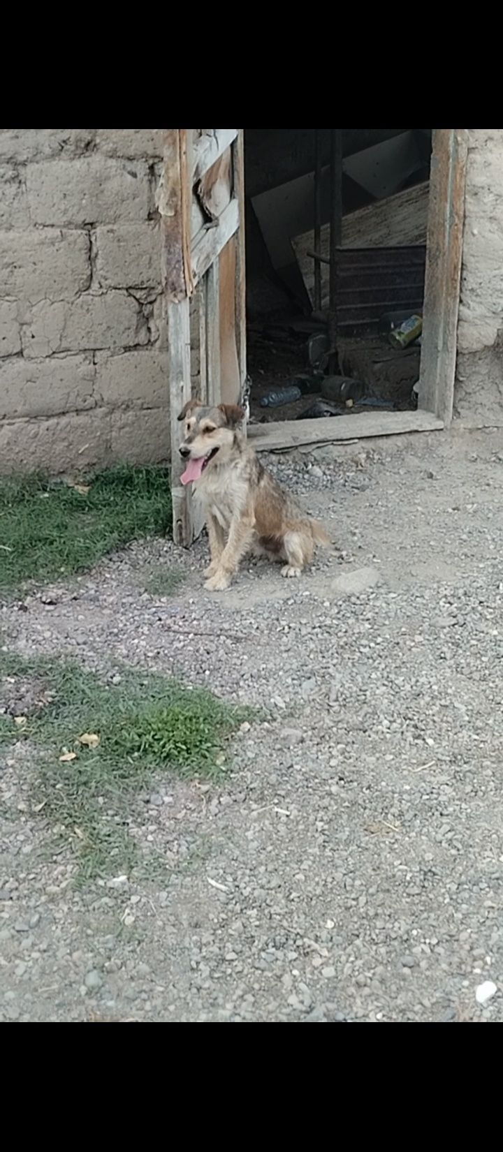 Собаки яктьрерь рабочий обмен