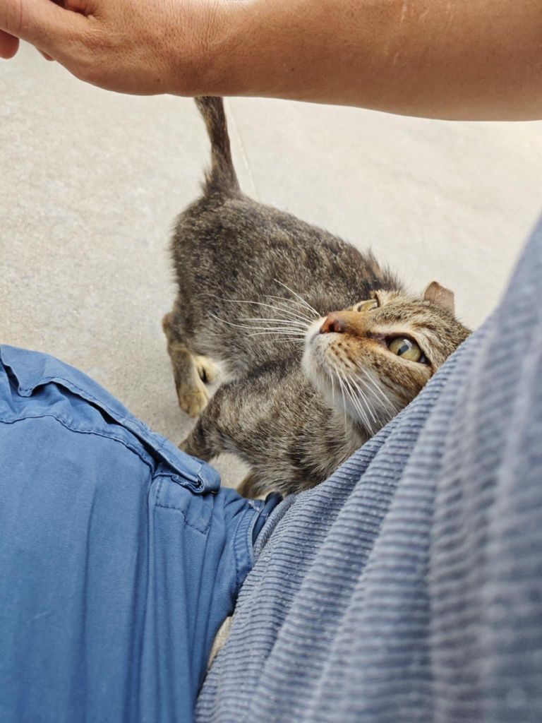 Много гальовен котак търси дом