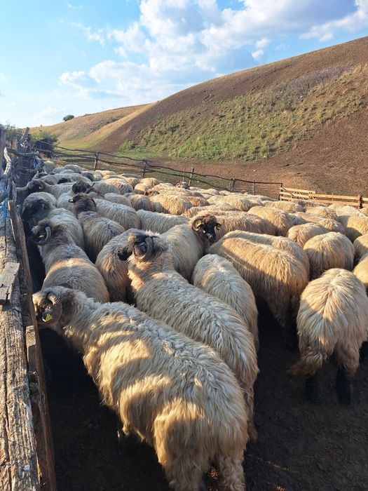 Vând oi foarte bune si îngrijite
