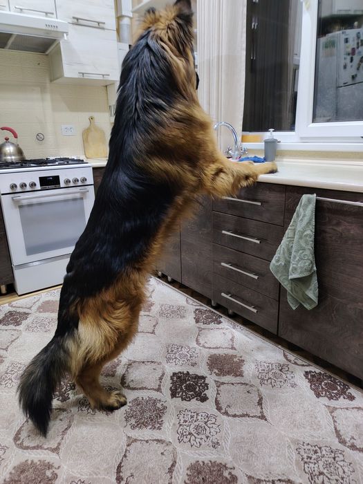 Вязка  немецкой овчарка длинношорстной