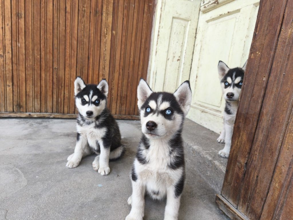 Чистокръвни кученца ХЪСКИ