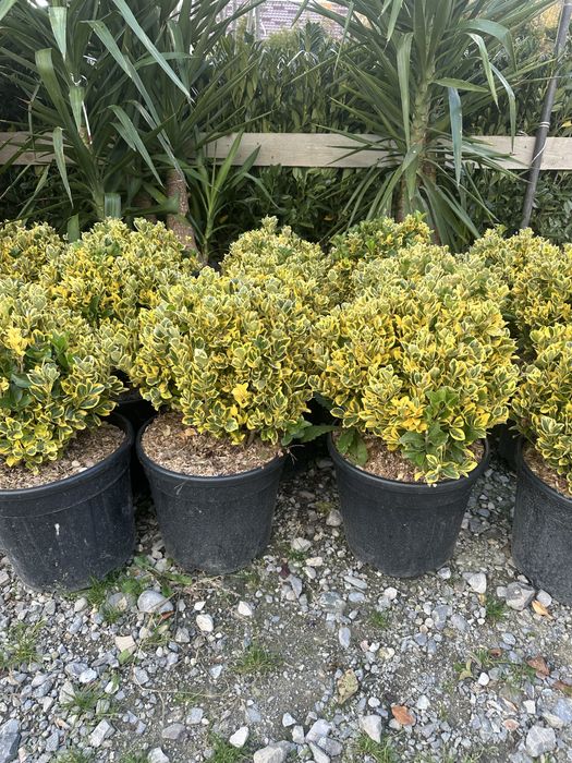 Plante de gradina / Tuia / Amenajari gradini / Copaci